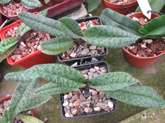 Paphiopedilum venustum.jpg