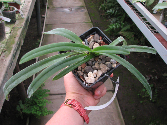Paphiopedilum herrmannii.jpg