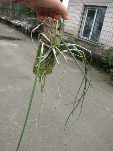 Brassavola flagellaris.jpg