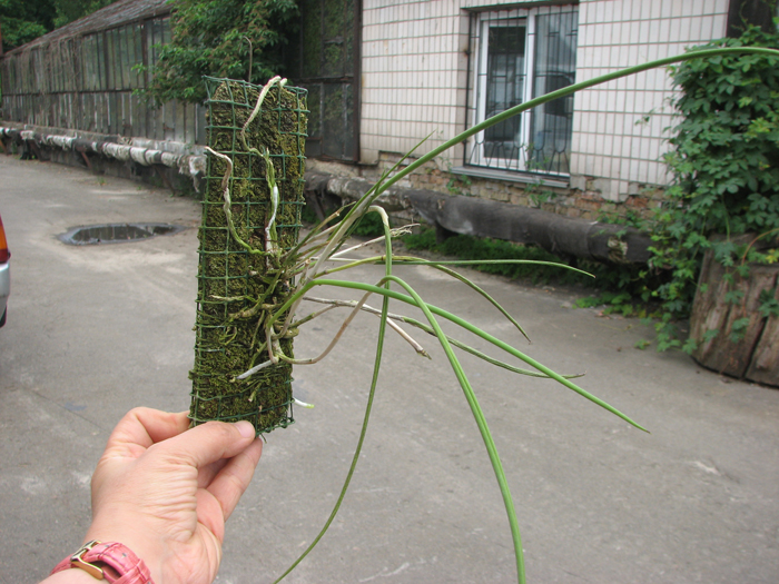 Brassavola perrinii.jpg