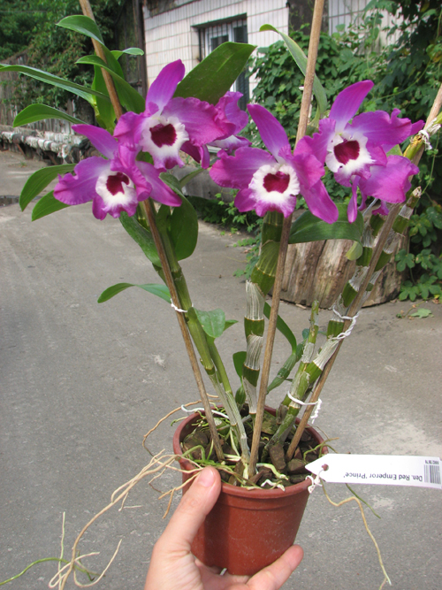 Dendrobium Red Emperor 'Prince'.jpg