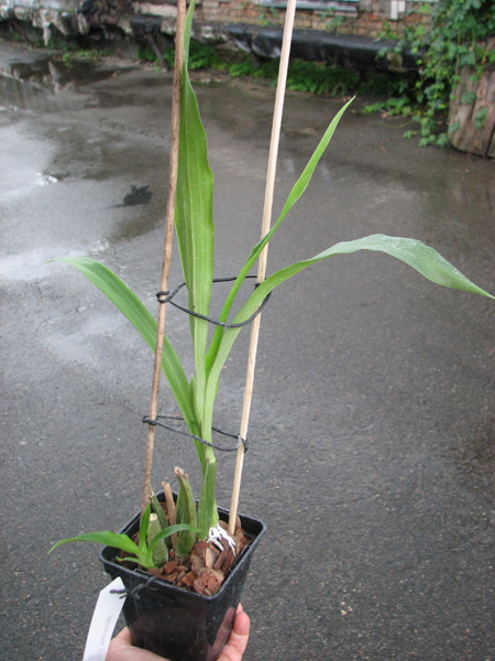 Zygopetalum 'Rhein Moonlight'.jpg