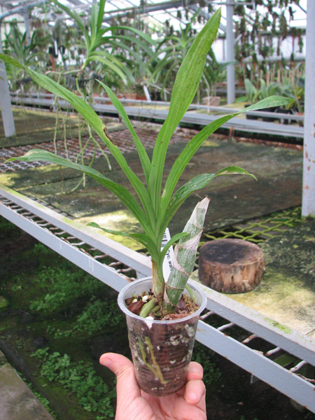 Cycnoches warcewiczii.jpg