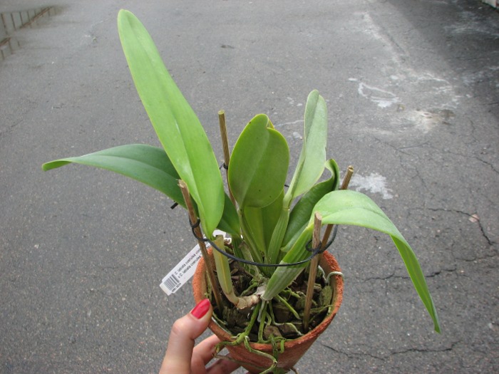 Cattleya labiata coerulea violeta 'Lourival' x Cattleya labiata coerulea 'Vera Micelli'.JPG