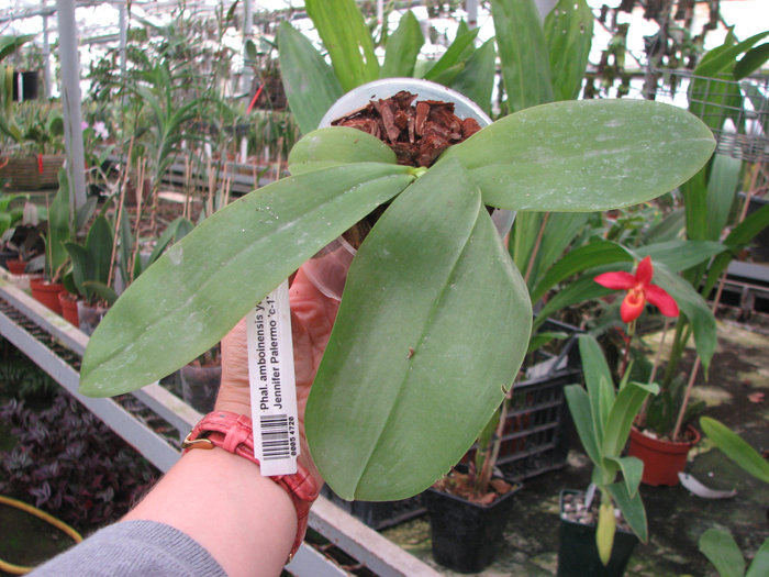 Phalaenopsis amboinensis yellow x Jennifer Palermo 'c-1'.jpg