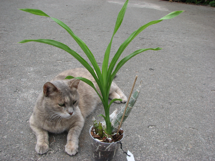 Catasetum pileatum hybrid.jpg