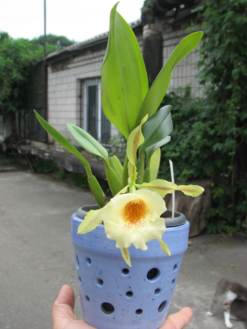 Trichopilia Senne Star (tortilis 'large' x turialbae 'alpha').JPG