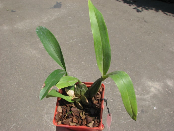 Cuitlauzina pendulum.JPG