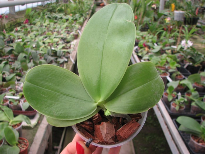 Phalaenopsis Ld Bellina Eagle x Prima.JPG