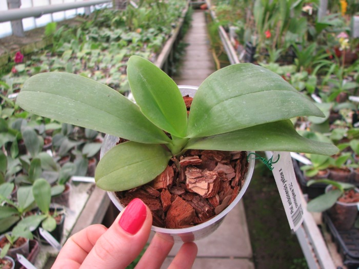 Phalaenopsis amboinensis yellow x corningiana 'CL'.JPG
