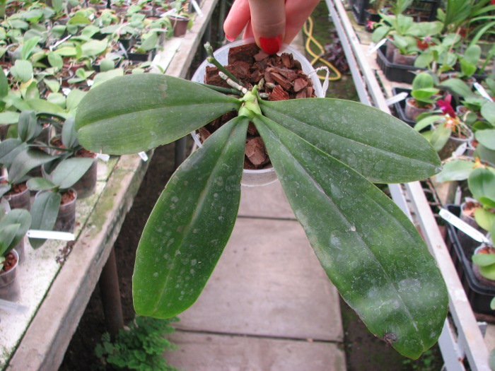 Phalaenopsis corningiana.JPG