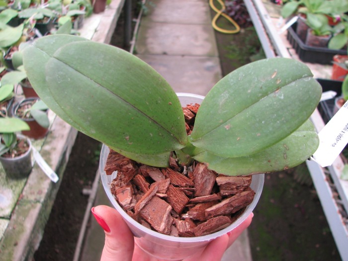 Phalaenopsis wilsonii x violacea.JPG