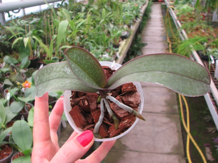 Phalaenopsis stuartiana yellow x sib.JPG