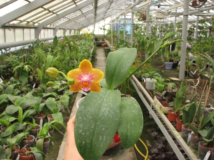 Phalaenopsis Nobby's Pumpkir 'JA4'.JPG