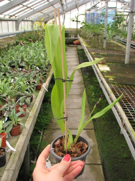 Zygonisia Cynosure 'Blue Water Sailing'.JPG