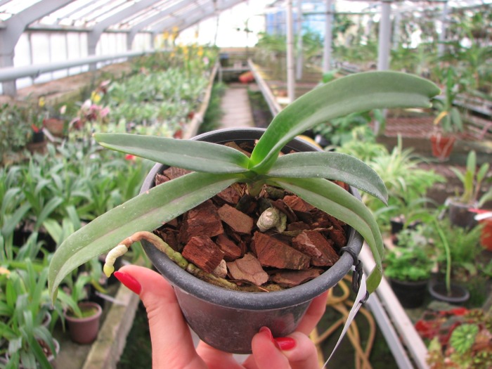 Rhynchostylis gigantea Orange.JPG