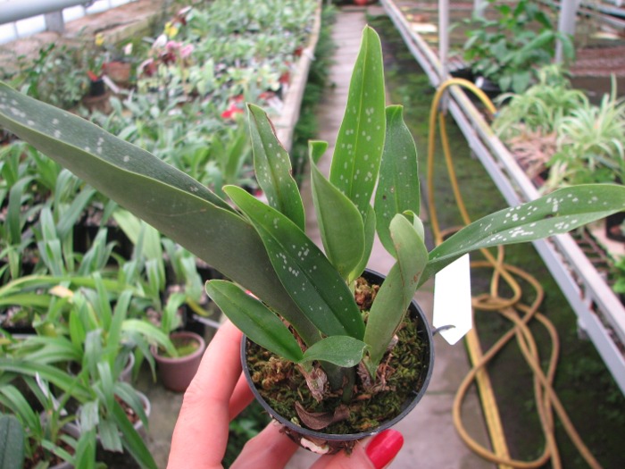 Maxillaria reichenheimiana.JPG