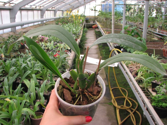 Prosthechea fragrans.JPG