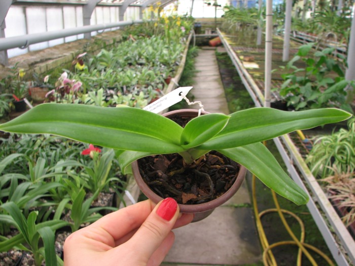 Phragmipedium Fritz Schomburg (besseae x kovachii).JPG