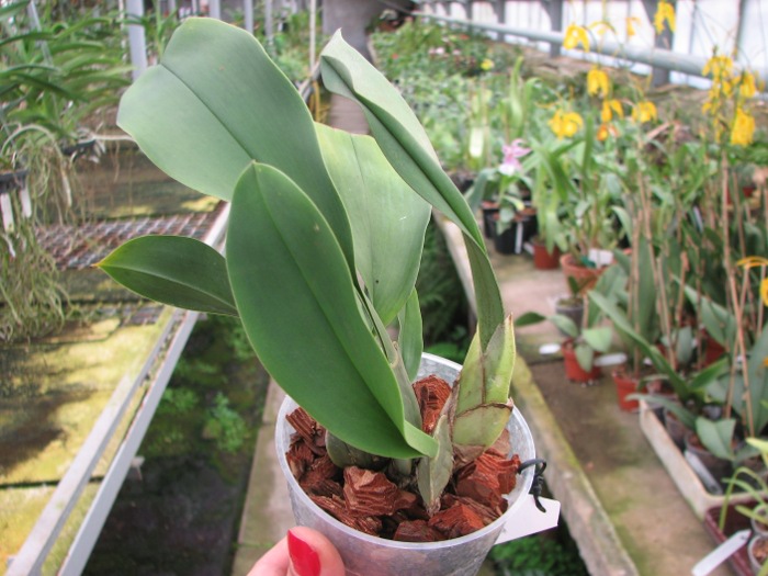 Trichopilia suavis.JPG