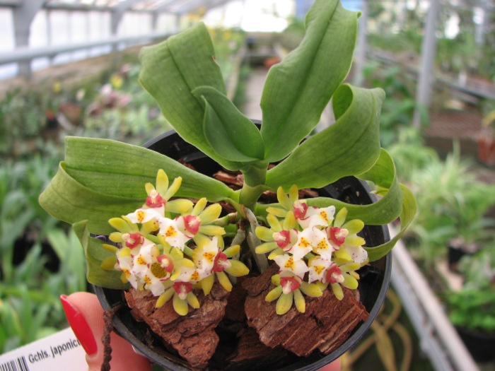 Gastrochilus japonicus.JPG