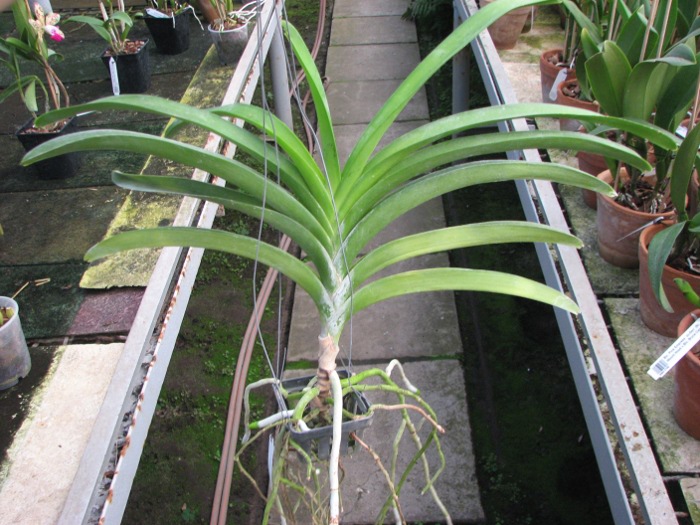 Vanda Kultana Fantasy.JPG