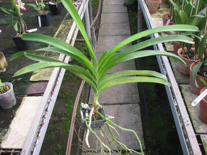 Ascocenda Tubtim Velvet x Vanda Charles Goodfellow.JPG