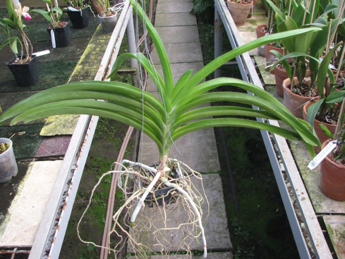 Vanda Kultana Delight x Vanda Banghieckhan Blue x Vanda Dr.Anek.JPG