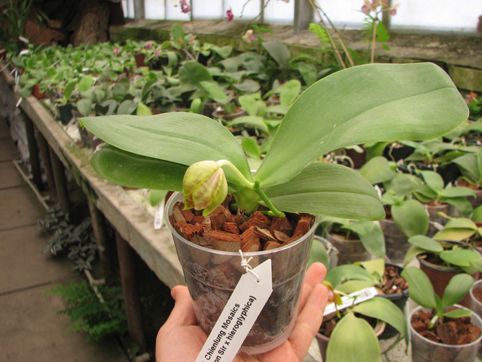 Phalaenopsis Chienlung Mosaics (Yaphon Sir x hieroglyphica).jpg
