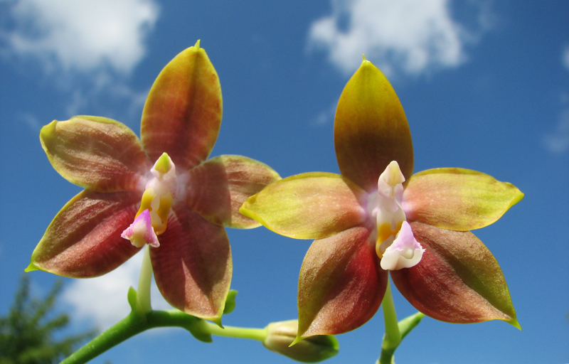 Phalaenopsis amboinensis x Phalaenopsis Penang Girl.jpg
