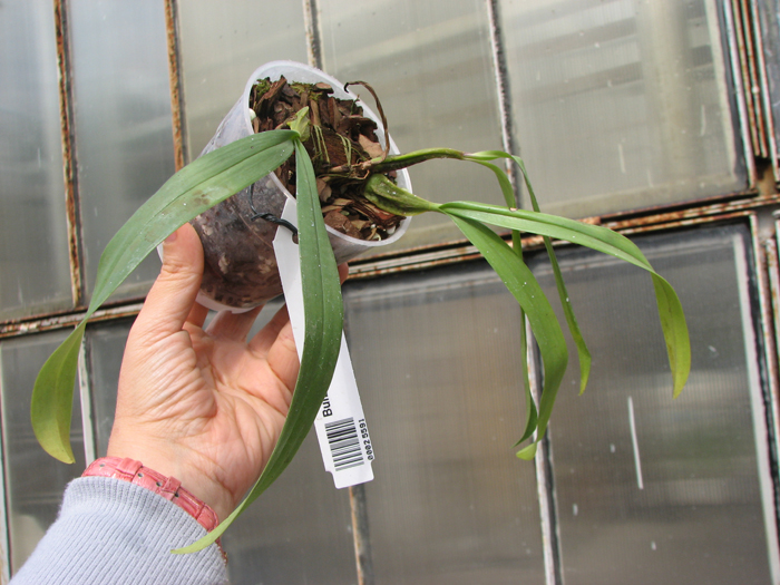 Bulbophyllum medusae.jpg