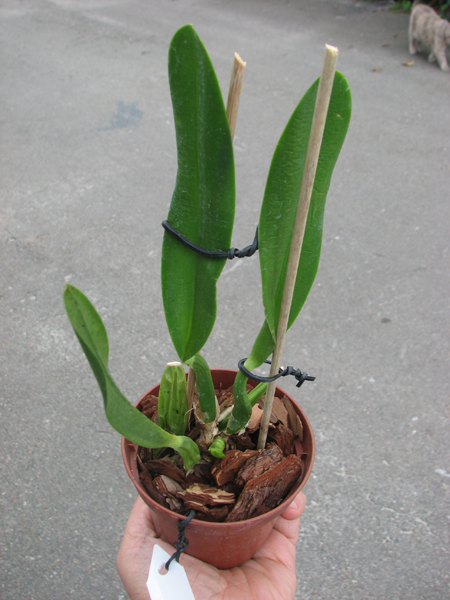 Laelia fidelensis.jpg