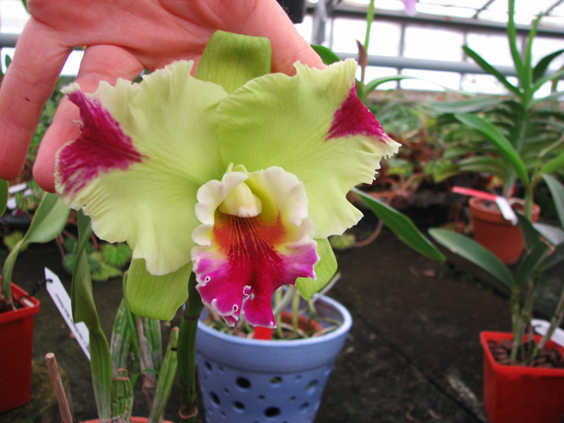 Brassolaeliocattleya Haw Yuan Grace 'Cat King'.jpg