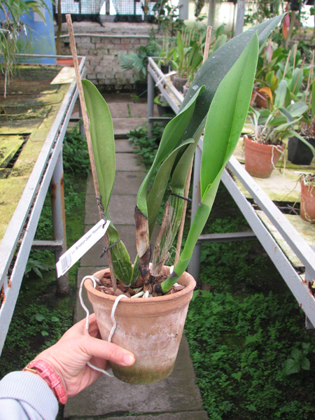 Laeliocattleya Bonanza Queen 'Panamint'.jpg