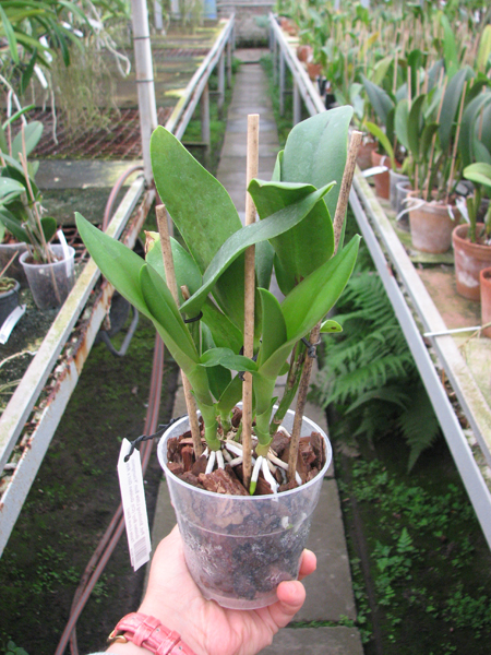 Potinara Shinfong Little Sun 'Youngmin Golden Boy'.jpg