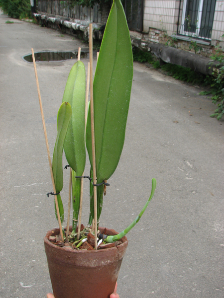 Cattleya schroederae.jpg