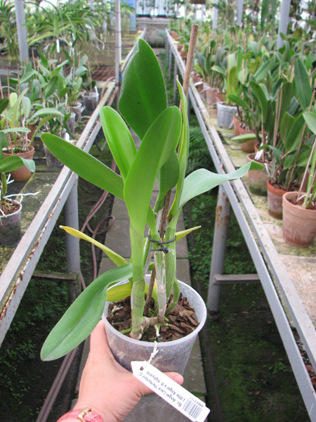 Brassocattleya Angel Lace 'Perfection' (Cattleya Little Angel x Brassavola digbyana).jpg