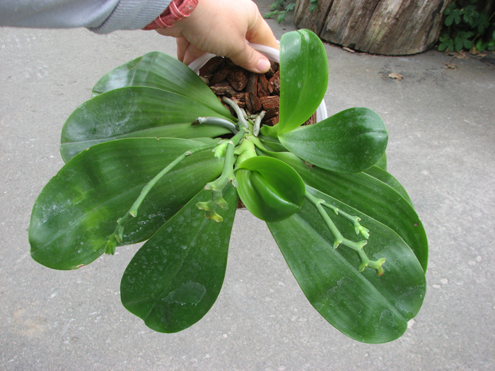 Phalaenopsis (Sogo Hollywood x venosa) x Hannover Passion.jpg