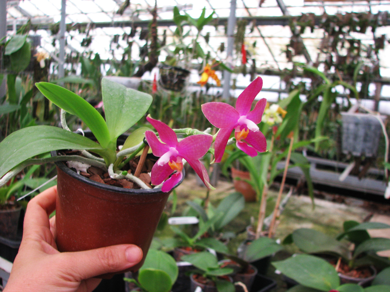 Phalaenopsis Chienlung Red King (Ld's Bear King x pulchra).jpg