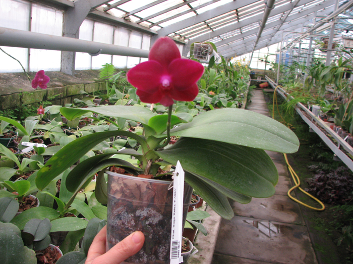 Phalaenopsis Sogo Relex 'F-1661'.jpg