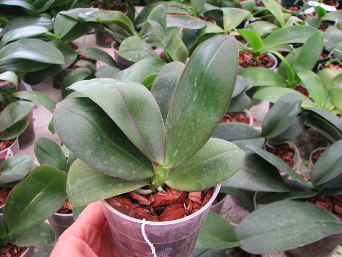 Phalaenopsis George Vasquez x (Coral Nosa x bellina).jpg