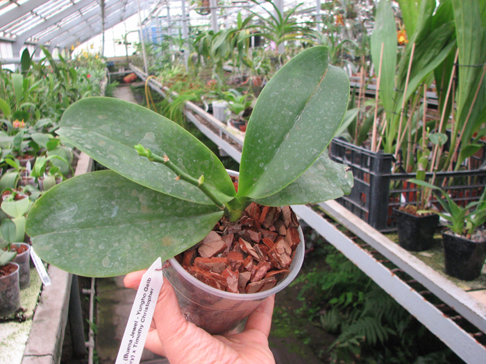 Phalaenopsis (Buena Jewel - Yungho Gelb Canary) x Timothy Christopher.jpg