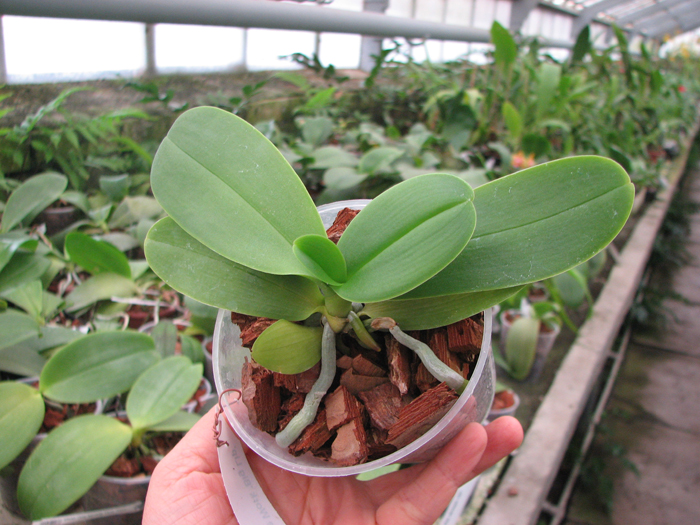 Phalaenopsis Yui-Pin Fire Work 'Big Lip'.jpg