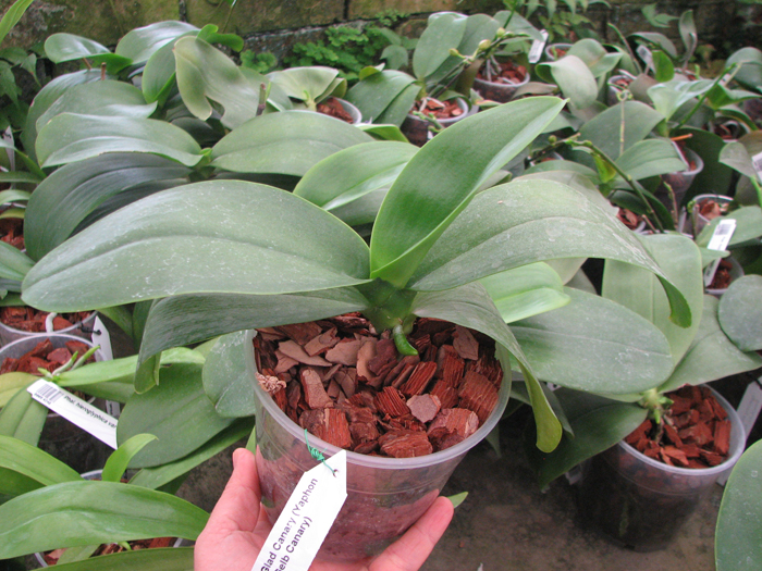 Phalaenopsis Yaphon Glad Canary (Yaphon Tris x Yungho Gelb Canary).jpg