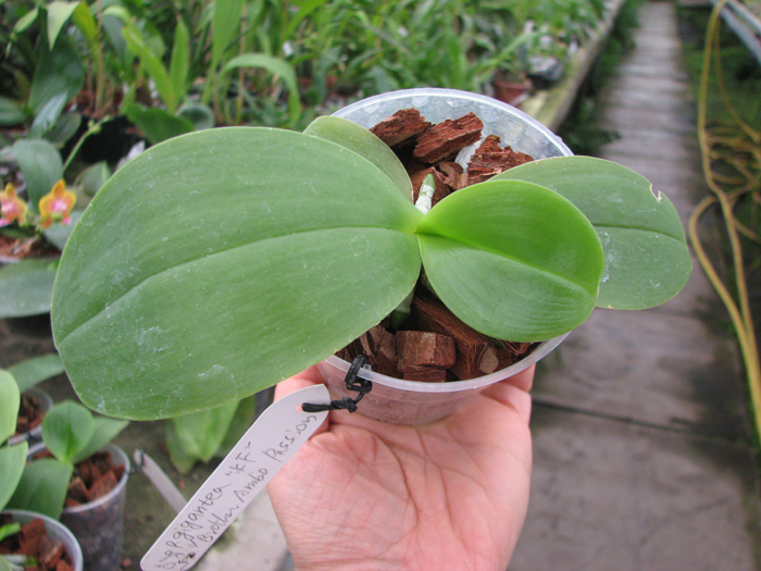 Phalaenopsis gigantea x Brother Ambo Passion.jpg