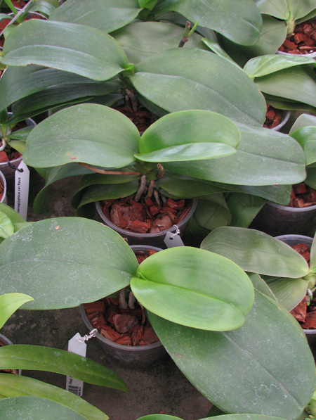 Phalaenopsis Sogo Relex 'F-1661'.jpg