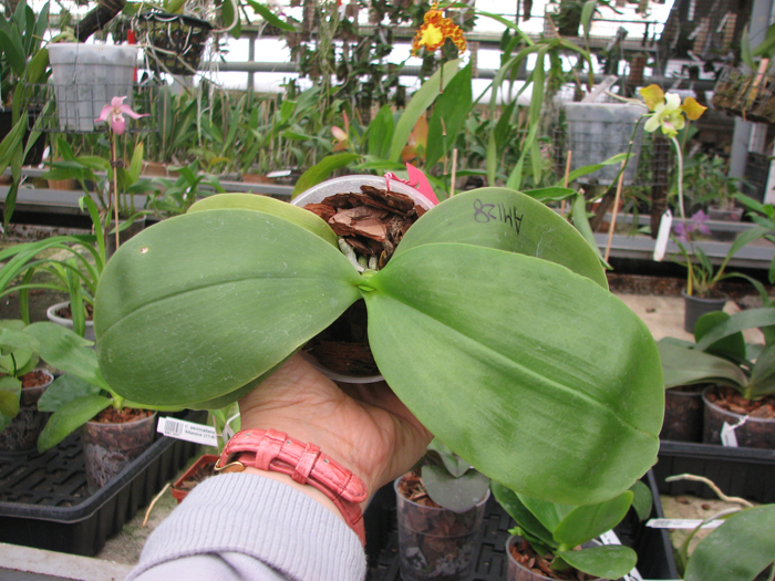 Phalaenopsis LD's Bear King x amboinensis.jpg