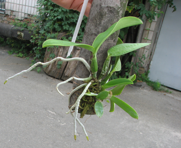 Cattleya walkeriana rubra 'Mineirinha' x Cattleya walkeriana caerulea 'Sta Luzia'.jpg