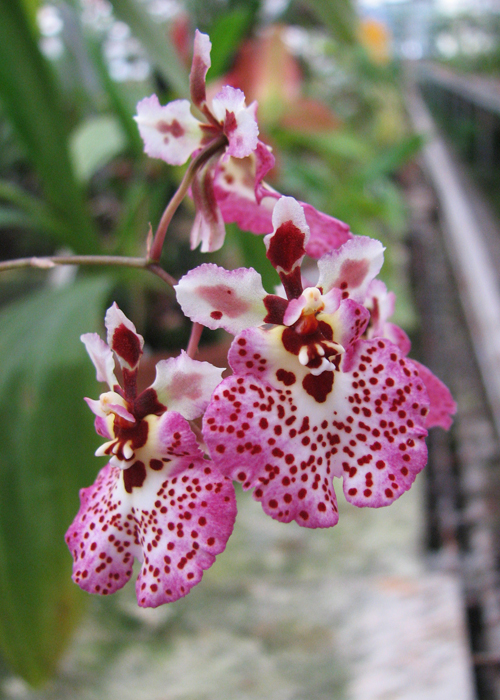 Oncidium (Tolumnia).jpg