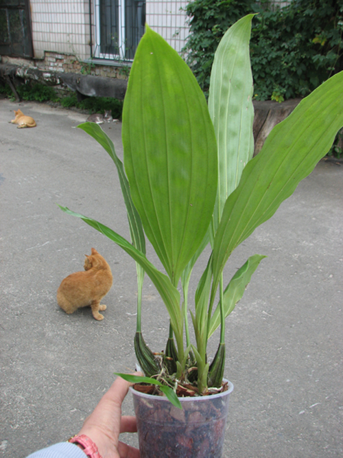 Stanhopea candida.jpg